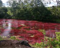 Cano Cristales, Ï„Î¿ Ï€Î¿Ï„Î¬Î¼Î¹ Ï€Î¿Ï… Î¾ÎµÎºÎ¹Î½Î¬ÎµÎ¹ Î±Ï€â€™ Ï„Î¿Î½ Ï€Î±ÏÎ¬Î´ÎµÎ¹ÏƒÎ¿!live-in | Η Έξυπνη, Αντικειμενική και Εναλλακτική Ενημέρωση!