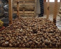Î— Ï‡ÏÏ…ÏƒÎ® ÎµÏ…ÎºÎ±Î¹ÏÎ¯Î± Ï€Î¿Ï… Î´Î¯Î½ÎµÎ¹ Î· ÎµÎºÏ„ÏÎ¿Ï†Î® ÏƒÎ±Î»Î¹Î³ÎºÎ±ÏÎ¹ÏŽÎ½live-in | Η Έξυπνη, Αντικειμενική και Εναλλακτική Ενημέρωση!