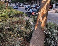 Î”Î¹Î±ÎºÎ¿Ï€Î® ÎºÏ…ÎºÎ»Î¿Ï†Î¿ÏÎ¯Î±Ï‚ ÏƒÎµ Î´ÏÏŒÎ¼Î¿Ï…Ï‚ Ï„Î·Ï‚ Î‘Ï„Ï„Î¹ÎºÎ®Ï‚ Î»ÏŒÎ³Ï‰ Ï€Ï„ÏŽÏƒÎ·Ï‚ Î´Î­Î½Ï„ÏÏ‰Î½live-in | Η Έξυπνη, Αντικειμενική και Εναλλακτική Ενημέρωση!