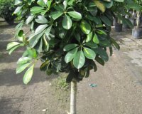 Î£ÎµÏ†Î»Î­ÏÎ±: ÎˆÎ½Î± Ï€Î±ÏÎµÎ¾Î·Î³Î·Î¼Î­Î½Î¿ Ï†Ï…Ï„ÏŒ!live-in | Η Έξυπνη, Αντικειμενική και Εναλλακτική Ενημέρωση!