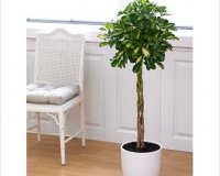 Î£ÎµÏ†Î»Î­ÏÎ±: ÎˆÎ½Î± Ï€Î±ÏÎµÎ¾Î·Î³Î·Î¼Î­Î½Î¿ Ï†Ï…Ï„ÏŒ!live-in | Η Έξυπνη, Αντικειμενική και Εναλλακτική Ενημέρωση!