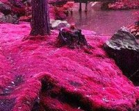 SACURA: Î— ÎµÎºÏ€Î»Î·ÎºÏ„Î¹ÎºÎ® Î»Î¯Î¼Î½Î· Î¼Îµ Ï„Î¹Ï‚ ÎºÎµÏÎ±ÏƒÎ¹Î­Ï‚!live-in | Η Έξυπνη, Αντικειμενική και Εναλλακτική Ενημέρωση!