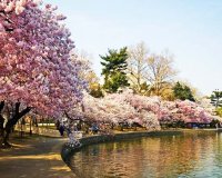 SACURA: Î— ÎµÎºÏ€Î»Î·ÎºÏ„Î¹ÎºÎ® Î»Î¯Î¼Î½Î· Î¼Îµ Ï„Î¹Ï‚ ÎºÎµÏÎ±ÏƒÎ¹Î­Ï‚!live-in | Η Έξυπνη, Αντικειμενική και Εναλλακτική Ενημέρωση!