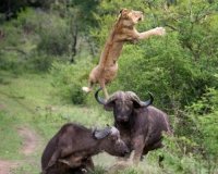 Î¤Î¿ Î²Î¿Ï…Î²Î¬Î»Î¹ Ï€Î¿Ï… ÏƒÏŽÎ¸Î·ÎºÎµ Î±Ï€ÏŒ Ï„Î¿Ï…Ï‚ Ï†Î¯Î»Î¿Ï…Ï‚ Ï„Î¿Ï…, ÎµÎ½ÏŽ Ï„Î¿ ÎºÎ±Ï„Î±ÏƒÏ€Î¬ÏÎ±Î¶Îµ Î­Î½Î± Î»Î¹Î¿Î½Ï„Î¬ÏÎ¹!live-in | Η Έξυπνη, Αντικειμενική και Εναλλακτική Ενημέρωση!
