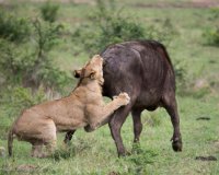 Î¤Î¿ Î²Î¿Ï…Î²Î¬Î»Î¹ Ï€Î¿Ï… ÏƒÏŽÎ¸Î·ÎºÎµ Î±Ï€ÏŒ Ï„Î¿Ï…Ï‚ Ï†Î¯Î»Î¿Ï…Ï‚ Ï„Î¿Ï…, ÎµÎ½ÏŽ Ï„Î¿ ÎºÎ±Ï„Î±ÏƒÏ€Î¬ÏÎ±Î¶Îµ Î­Î½Î± Î»Î¹Î¿Î½Ï„Î¬ÏÎ¹!live-in | Η Έξυπνη, Αντικειμενική και Εναλλακτική Ενημέρωση!
