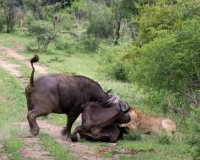 Î¤Î¿ Î²Î¿Ï…Î²Î¬Î»Î¹ Ï€Î¿Ï… ÏƒÏŽÎ¸Î·ÎºÎµ Î±Ï€ÏŒ Ï„Î¿Ï…Ï‚ Ï†Î¯Î»Î¿Ï…Ï‚ Ï„Î¿Ï…, ÎµÎ½ÏŽ Ï„Î¿ ÎºÎ±Ï„Î±ÏƒÏ€Î¬ÏÎ±Î¶Îµ Î­Î½Î± Î»Î¹Î¿Î½Ï„Î¬ÏÎ¹!live-in | Η Έξυπνη, Αντικειμενική και Εναλλακτική Ενημέρωση!