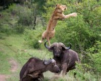 Î¤Î¿ Î²Î¿Ï…Î²Î¬Î»Î¹ Ï€Î¿Ï… ÏƒÏŽÎ¸Î·ÎºÎµ Î±Ï€ÏŒ Ï„Î¿Ï…Ï‚ Ï†Î¯Î»Î¿Ï…Ï‚ Ï„Î¿Ï…, ÎµÎ½ÏŽ Ï„Î¿ ÎºÎ±Ï„Î±ÏƒÏ€Î¬ÏÎ±Î¶Îµ Î­Î½Î± Î»Î¹Î¿Î½Ï„Î¬ÏÎ¹!live-in | Η Έξυπνη, Αντικειμενική και Εναλλακτική Ενημέρωση!