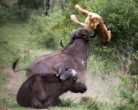 Î¤Î¿ Î²Î¿Ï…Î²Î¬Î»Î¹ Ï€Î¿Ï… ÏƒÏŽÎ¸Î·ÎºÎµ Î±Ï€ÏŒ Ï„Î¿Ï…Ï‚ Ï†Î¯Î»Î¿Ï…Ï‚ Ï„Î¿Ï…, ÎµÎ½ÏŽ Ï„Î¿ ÎºÎ±Ï„Î±ÏƒÏ€Î¬ÏÎ±Î¶Îµ Î­Î½Î± Î»Î¹Î¿Î½Ï„Î¬ÏÎ¹!live-in | Η Έξυπνη, Αντικειμενική και Εναλλακτική Ενημέρωση!