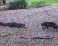 Î— Î³Î¬Ï„Î± Ï„Î¿Ï… Î¤ÏƒÎ±Îº ÎÏŒÏÎ¹Ï‚ Ï„Î± Î²Î¬Î¶ÎµÎ¹ Î¼Îµ Î±Î»Î¹Î³Î¬Ï„Î¿ÏÎ±!live-in | Η Έξυπνη, Αντικειμενική και Εναλλακτική Ενημέρωση!