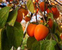 ÎŸ Î»Ï‰Ï„ÏŒÏ‚ ÎºÎ¬Î½ÎµÎ¹ ÎºÎ±Î»ÏŒ ÏƒÏ„Î·Î½ Ï…Î³ÎµÎ¯Î±;live-in | Η Έξυπνη, Αντικειμενική και Εναλλακτική Ενημέρωση!