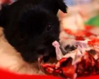 ÎšÎ¿Ï…Ï„Î±Î²Î¬ÎºÎ¹Î± Î±Î½Î¿Î¯Î³Î¿Ï…Î½ Ï‡ÏÎ¹ÏƒÏ„Î¿Ï…Î³ÎµÎ½Î½Î¹Î¬Ï„Î¹ÎºÎ± Î´ÏŽÏÎ±live-in | Η Έξυπνη, Αντικειμενική και Εναλλακτική Ενημέρωση!