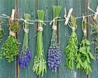 Î Î­Î½Ï„Îµ Î²ÏŒÏ„Î±Î½Î± Î³Î¹Î± Î³ÏÎ®Î³Î¿ÏÎ· Î±Ï€Î¿Ï„Î¿Î¾Î¯Î½Ï‰ÏƒÎ· Î±Ï€ÏŒ Ï„Î¹Ï‚ "Ï…Ï€ÎµÏÎ²Î¿Î»Î­Ï‚ Ï„Ï‰Î½ Î³Î¹Î¿ÏÏ„ÏŽÎ½"live-in | Η Έξυπνη, Αντικειμενική και Εναλλακτική Ενημέρωση!