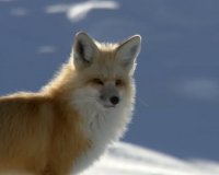 Î‘Î Î™Î£Î¤Î•Î¥Î¤ÎŸ Î’Î™ÎÎ¤Î•ÎŸ: Î Ï‰Ï‚ Î¼Î¹Î± Î±Î»ÎµÏ€Î¿Ï ÎºÏ…Î½Î·Î³Î¬ Ï€Î¿Î½Ï„Î¯ÎºÎ¹Î± ÏƒÏ„Î± Ï‡Î¹ÏŒÎ½Î¹Î±live-in | Η Έξυπνη, Αντικειμενική και Εναλλακτική Ενημέρωση!