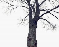 Î¤Î¿ Î´Î­Î½Ï„ÏÎ¿ Ï€Î¿Ï…... Î±Î¹Ï‰ÏÎµÎ¯Ï„Î±Î¹. Î ÏÏ‰Ï„ÏŒÏ„Ï…Ï€Î· Î¿Ï†Î¸Î±Î»Î¼Î±Ï€Î¬Ï„Î·!live-in | Η Έξυπνη, Αντικειμενική και Εναλλακτική Ενημέρωση!