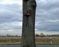 Î¤Î¿ Î´Î­Î½Ï„ÏÎ¿ Ï€Î¿Ï…... Î±Î¹Ï‰ÏÎµÎ¯Ï„Î±Î¹. Î ÏÏ‰Ï„ÏŒÏ„Ï…Ï€Î· Î¿Ï†Î¸Î±Î»Î¼Î±Ï€Î¬Ï„Î·!live-in | Η Έξυπνη, Αντικειμενική και Εναλλακτική Ενημέρωση!