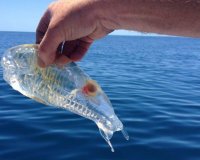 Το διαφανÎÏ‚ πλάσμα της θάλασσας!live-in | Η Έξυπνη, Αντικειμενική και Εναλλακτική Ενημέρωση!