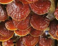 Î¤Î¿ ÏƒÏ€Î¬Î½Î¹Î¿ Î¼Î±Î½Î¹Ï„Î¬ÏÎ¹ Ï„Î·Ï‚ Î±Î¸Î±Î½Î±ÏƒÎ¯Î±Ï‚ Ï†Ï…Ï„ÏÏŽÎ½ÎµÎ¹ ÏƒÏ„Î·Î½ ÎµÎ»Î»Î·Î½Î¹ÎºÎ® Î³Î·live-in | Η Έξυπνη, Αντικειμενική και Εναλλακτική Ενημέρωση!