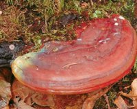 Î¤Î¿ ÏƒÏ€Î¬Î½Î¹Î¿ Î¼Î±Î½Î¹Ï„Î¬ÏÎ¹ Ï„Î·Ï‚ Î±Î¸Î±Î½Î±ÏƒÎ¯Î±Ï‚ Ï†Ï…Ï„ÏÏŽÎ½ÎµÎ¹ ÏƒÏ„Î·Î½ ÎµÎ»Î»Î·Î½Î¹ÎºÎ® Î³Î·live-in | Η Έξυπνη, Αντικειμενική και Εναλλακτική Ενημέρωση!