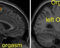 Î Î¿Î¹Î¿â€¦ Î¼Î­Î³ÎµÎ¸Î¿Ï‚ ÎºÎ±Î¸Î¿ÏÎ¯Î¶ÎµÎ¹ Ï„Î¿ Î³Ï…Î½Î±Î¹ÎºÎµÎ¯Î¿ oÏÎ³Î±ÏƒÎ¼ÏŒ;live-in | Η Έξυπνη, Αντικειμενική και Εναλλακτική Ενημέρωση!