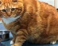 ÎžÎµÎºÎ±ÏÎ´Î¹ÏƒÏ„Î¹ÎºÎ® Ï„Î¿ÏÎ¼Ï€Î± Î±Ï€ÏŒ "Ï‡Î¿Î½Ï„ÏÎ®" Î³Î¬Ï„Î±live-in | Η Έξυπνη, Αντικειμενική και Εναλλακτική Ενημέρωση!