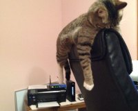 Î‘Ï…Ï„Î­Ï‚ Î¿Î¹ Î³Î¬Ï„ÎµÏ‚ Î­Ï‡Î¿Ï…Î½ Ï„Î±Î»Î­Î½Ï„Î¿ ÏƒÏ„Î¿Î½ ÏÏ€Î½Î¿!live-in | Η Έξυπνη, Αντικειμενική και Εναλλακτική Ενημέρωση!