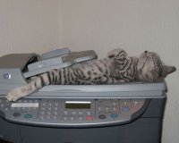 Î‘Ï…Ï„Î­Ï‚ Î¿Î¹ Î³Î¬Ï„ÎµÏ‚ Î­Ï‡Î¿Ï…Î½ Ï„Î±Î»Î­Î½Ï„Î¿ ÏƒÏ„Î¿Î½ ÏÏ€Î½Î¿!live-in | Η Έξυπνη, Αντικειμενική και Εναλλακτική Ενημέρωση!