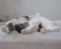 Î‘Ï…Ï„Î­Ï‚ Î¿Î¹ Î³Î¬Ï„ÎµÏ‚ Î­Ï‡Î¿Ï…Î½ Ï„Î±Î»Î­Î½Ï„Î¿ ÏƒÏ„Î¿Î½ ÏÏ€Î½Î¿!live-in | Η Έξυπνη, Αντικειμενική και Εναλλακτική Ενημέρωση!