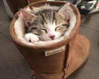 Î‘Ï…Ï„Î­Ï‚ Î¿Î¹ Î³Î¬Ï„ÎµÏ‚ Î­Ï‡Î¿Ï…Î½ Ï„Î±Î»Î­Î½Ï„Î¿ ÏƒÏ„Î¿Î½ ÏÏ€Î½Î¿!live-in | Η Έξυπνη, Αντικειμενική και Εναλλακτική Ενημέρωση!