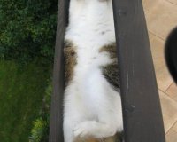 Î‘Ï…Ï„Î­Ï‚ Î¿Î¹ Î³Î¬Ï„ÎµÏ‚ Î­Ï‡Î¿Ï…Î½ Ï„Î±Î»Î­Î½Ï„Î¿ ÏƒÏ„Î¿Î½ ÏÏ€Î½Î¿!live-in | Η Έξυπνη, Αντικειμενική και Εναλλακτική Ενημέρωση!