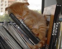 Î‘Ï…Ï„Î­Ï‚ Î¿Î¹ Î³Î¬Ï„ÎµÏ‚ Î­Ï‡Î¿Ï…Î½ Ï„Î±Î»Î­Î½Ï„Î¿ ÏƒÏ„Î¿Î½ ÏÏ€Î½Î¿!live-in | Η Έξυπνη, Αντικειμενική και Εναλλακτική Ενημέρωση!