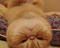 Î‘Ï…Ï„Î­Ï‚ Î¿Î¹ Î³Î¬Ï„ÎµÏ‚ Î­Ï‡Î¿Ï…Î½ Ï„Î±Î»Î­Î½Ï„Î¿ ÏƒÏ„Î¿Î½ ÏÏ€Î½Î¿!live-in | Η Έξυπνη, Αντικειμενική και Εναλλακτική Ενημέρωση!