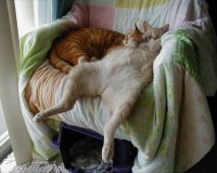 Î‘Ï…Ï„Î­Ï‚ Î¿Î¹ Î³Î¬Ï„ÎµÏ‚ Î­Ï‡Î¿Ï…Î½ Ï„Î±Î»Î­Î½Ï„Î¿ ÏƒÏ„Î¿Î½ ÏÏ€Î½Î¿!live-in | Η Έξυπνη, Αντικειμενική και Εναλλακτική Ενημέρωση!