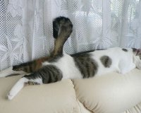 Î‘Ï…Ï„Î­Ï‚ Î¿Î¹ Î³Î¬Ï„ÎµÏ‚ Î­Ï‡Î¿Ï…Î½ Ï„Î±Î»Î­Î½Ï„Î¿ ÏƒÏ„Î¿Î½ ÏÏ€Î½Î¿!live-in | Η Έξυπνη, Αντικειμενική και Εναλλακτική Ενημέρωση!