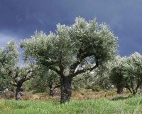 Î•Î»Î¹Î¬: Î¤Î¿ ÏƒÏÎ¼Î²Î¿Î»Î¿ Ï„Î·Ï‚ ÎµÎ¹ÏÎ®Î½Î·Ï‚, Ï„Î·Ï‚ Î½Î¯ÎºÎ·Ï‚ ÎºÎ±Î¹ Ï„Î·Ï‚ ÎµÎ»Ï€Î¯Î´Î±Ï‚.live-in | Η Έξυπνη, Αντικειμενική και Εναλλακτική Ενημέρωση!