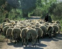 Î‘Î½Î·ÏƒÏ…Ï‡Î¯Î± Î³Î¹Î± Ï„Î¿ ÎºÏÎ¿ÏÏƒÎ¼Î± ÎµÏ…Î»Î¿Î³Î¹Î¬Ï‚ ÏƒÏ„Î·Î½ Î Î¹ÎµÏÎ¯Î± - Î¤Î¹ Ï€ÏÎ­Ï€ÎµÎ¹ Î½Î± Ï€ÏÎ¿ÏƒÎ­Î¾Î¿Ï…Î½ Î¿Î¹ ÎºÏ„Î·Î½Î¿Ï„ÏÏŒÏ†Î¿Î¹live-in | Η Έξυπνη, Αντικειμενική και Εναλλακτική Ενημέρωση!