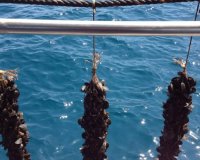 Î‘Ï€ÏŒÏˆÎµÎ¹Ï‚ ÎºÎ±Ï„Î±Ï„Î­Î¸Î·ÎºÎ±Î½ Î³Î¹Î± Ï„Î¹Ï‚ Î¼Ï…Î´Î¿ÎºÎ±Î»Î»Î¹Î­ÏÎ³ÎµÎ¹ÎµÏ‚ ÏƒÏ„Î· Î². Î Î¹ÎµÏÎ¯Î±, ÏŒÏ‡Î¹ ÏŒÎ¼Ï‰Ï‚ ÎºÎ±Î¹ Î»ÏÏƒÎµÎ¹Ï‚live-in | Η Έξυπνη, Αντικειμενική και Εναλλακτική Ενημέρωση!