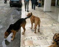 Î£Ï…Î¶Î®Ï„Î·ÏƒÎ· Î³Î¹Î± Ï„Î± Î±Î´Î­ÏƒÏ€Î¿Ï„Î± Î¶ÏŽÎ± ÏƒÎ®Î¼ÎµÏÎ± ÏƒÏ„Î¿ Î”Î®Î¼Î¿ Î ÏÎ´Î½Î±Ï‚-ÎšÎ¿Î»Î¹Î½Î´ÏÎ¿Ïlive-in | Η Έξυπνη, Αντικειμενική και Εναλλακτική Ενημέρωση!